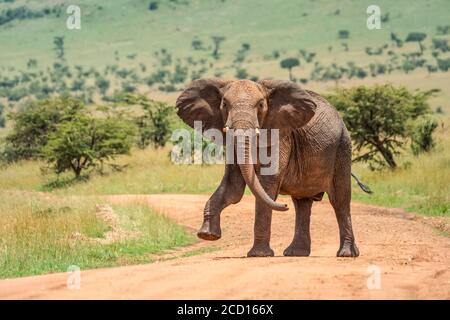 African bush elephant (Loxodonta africana) looking at camera and lifting foot while walking across dirt road; Tanzania Stock Photo