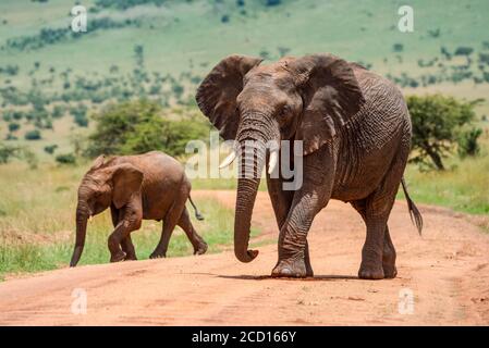 Adult African bush elephant (Loxodonta africana) walking on dirt road with elephant calf on a sunny day; Tanzania