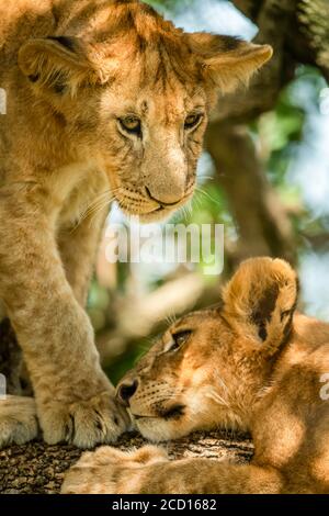 Close-up of lion cub (Panthera leo) standing over and looking down at another cub lying down in tree; Tanzania Stock Photo