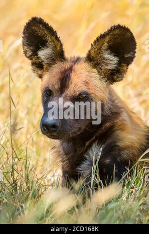 Close-up portrait of an African wild dog (Lycaon pictus) lying down in the grass; Tanzania