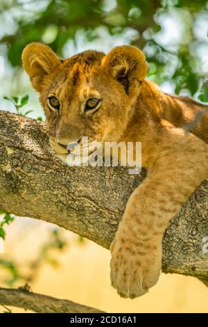 Close-up portrait of lion cub (Panthera leo) lying on tree branch with paw dangling down; Tanzania Stock Photo