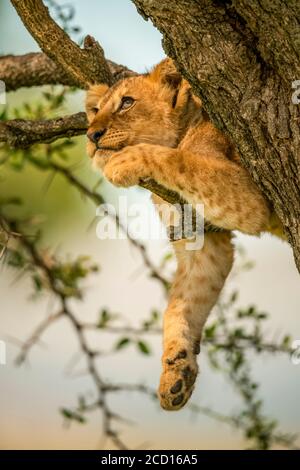 Lion cub (Panthera leo) relaxing on tree branch looking up; Tanzania Stock Photo