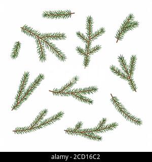Green branches of a Christmas tree, set, isolated on white background. Stock Vector