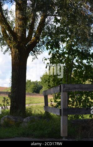 willow tree next to a wooden fence Stock Photo