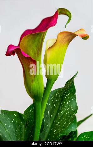 Calla Lily plant in bloom against a white background; Studio Stock Photo