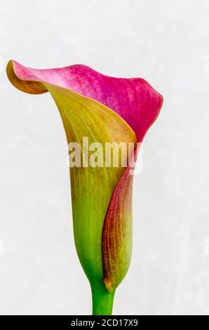 Calla Lily plant in bloom against a white background; Studio Stock Photo