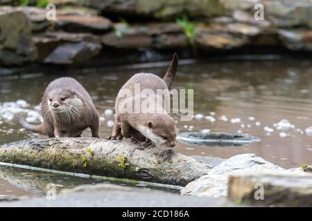 A pair of otters playing in the water Stock Photo