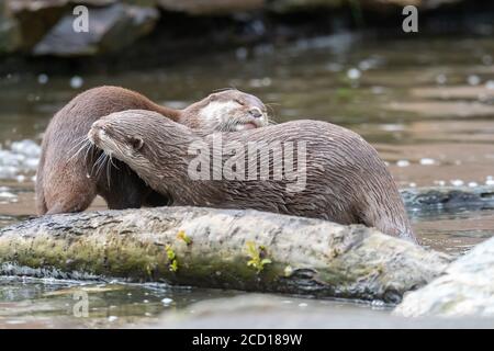 A pair of otters playing in the water Stock Photo