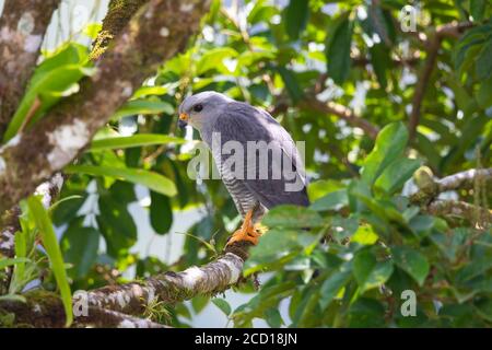 Gray Hawk in Costa Rica Stock Photo