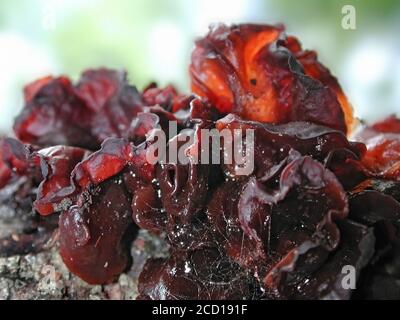 This is a form of fungi found in natural settings around the world.; This one is found in a forested area of North Central Florida. Jelly Fungus Stock Photo