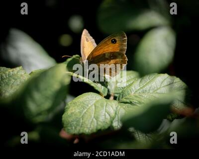 Pyronia tithonus, Gatekeeper Butterfly, Cornwall, UK, August Stock Photo