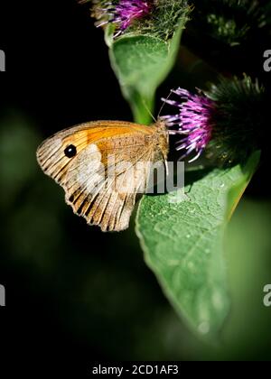Pyronia tithonus, Gatekeeper Butterfly on a thistle, Cornwall, UK, August Stock Photo