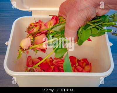 Closeup POV shot of a man’s hand dropping some dead roses and petals into a small plastic compost bin / trash can. Stock Photo