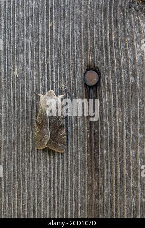 Clouded Drab Moth; Orthosia incerta; on Wood; UK Stock Photo