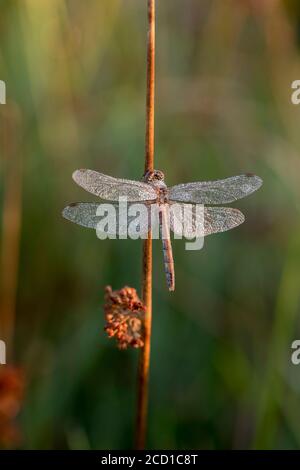 Common Darter Dragonfly; Sympetrum striolatum; Female in Dew; UK