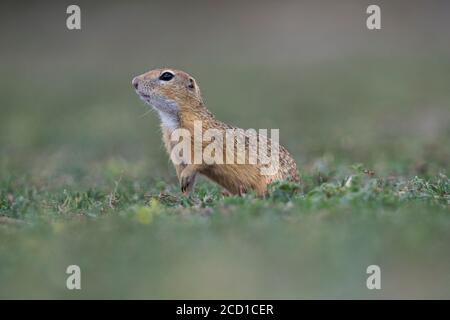 European Ground Squirrel; Spermophilus citellus; Hungary Stock Photo