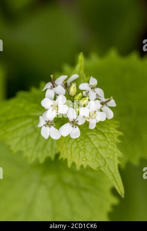 Garlic Mustard; Alliaria petiolata; Flower; UK Stock Photo