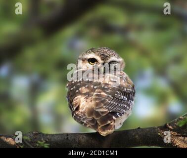 Little owl (Athene noctua) sitting on a tree looking behind Stock Photo