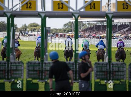 Listowel, Ireland, 13th September 2019: View from behind of race horses and jockeys sprinting out of the start gate on Listowel race track in county K Stock Photo