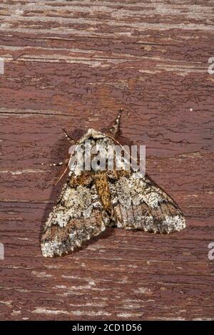 Oak Beauty Moth; Biston strataria; UK Stock Photo