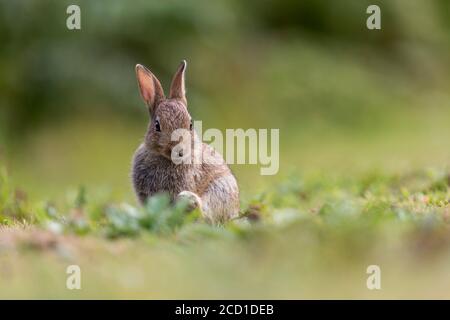 Rabbit; Oryctolagus cuniculus; Juevenile; UK Stock Photo