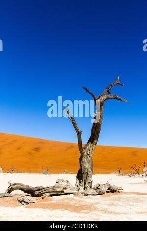 Deadvlei and red dunes of Sossusvlei, in Namibia, which are part of the Namib Sand Sea, classified as World Heritage by UNESCO in 2013. Stock Photo