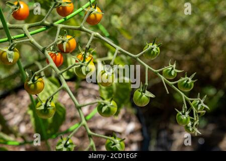 Cherry tomatoes are seen from above growing on a tomato plant vine in a garden, ripening in mid-summer. Several of them have turned red, while others Stock Photo