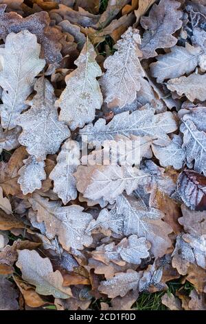 Frozen oak leaves lying on ground. Yellow fallen leaves covered with ice lying on ground, top view. Stock Photo
