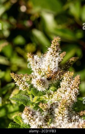 Garden mint allowed to flower to support garden wildlife, small scale conservation Stock Photo