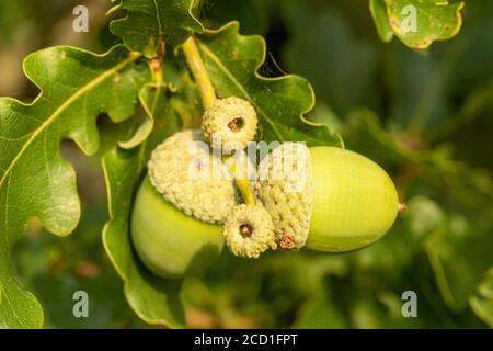 Oak tree acorns hanging in summer sunshine, Greater London, England, United Kingdom, Europe Stock Photo