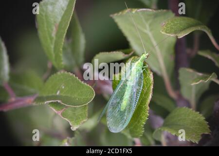 A common green lacewing (Chrysoperla carnea) hides in the bushes Stock Photo