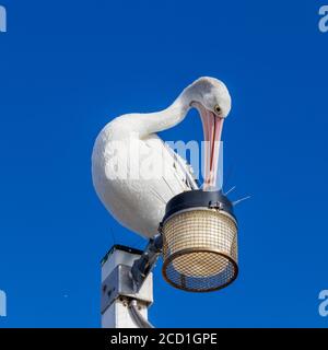 Pelican sitting on top of light pole Stock Photo