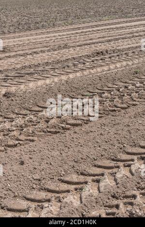 Heavy duty tractor tyre tracks in recently cropped field. For soil compaction - which is a problem for growing crops as it can limit plant growth. Stock Photo