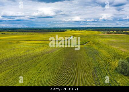 An aerial view of sunflower plantation under blue bright sky Stock ...