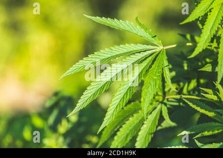 Cannabis plant close up in golden summer light, marijuana background with lens flare. Beautiful background of green cannabis flowers a place for copy Stock Photo