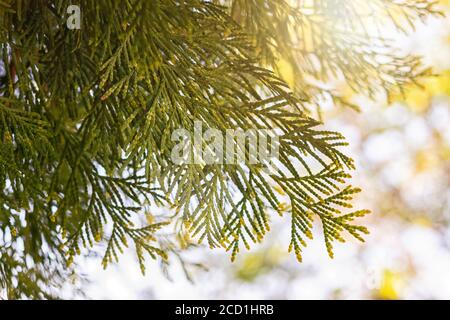 Bright yellow-green foliage on the branches of thuja western on a blurred sky background. Selective focus. Close-up. Stock Photo