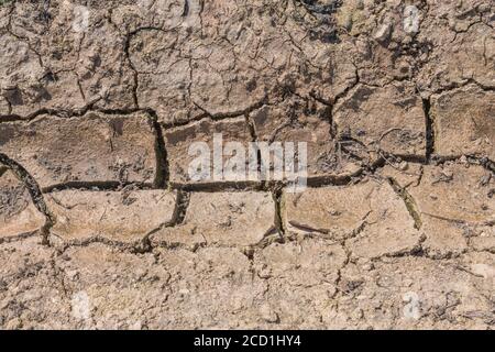 Silt-formed field soil crust cracking with lack of water. For drought, water shortage, soil science, soil mechanics, abstract soil, climate change. Stock Photo