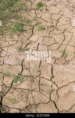 Silt-formed field soil crust cracking with lack of water. For drought, water shortage, soil science, soil mechanics, abstract soil, abstract drought. Stock Photo