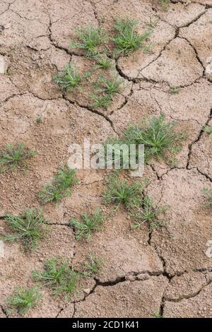 Silt-formed field soil crust cracking with lack of water. For UK drought, water shortage, soil science, soil mechanics, abstract soil, weeds growing. Stock Photo