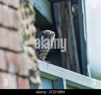 Little Owl (Athene noctua) sat o a farm gate Stock Photo