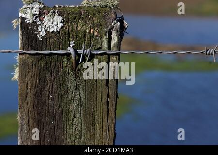 Closeup barbed wire attached to a wooden post with metal supports. Barbed wire fences in rural area. Stock Photo