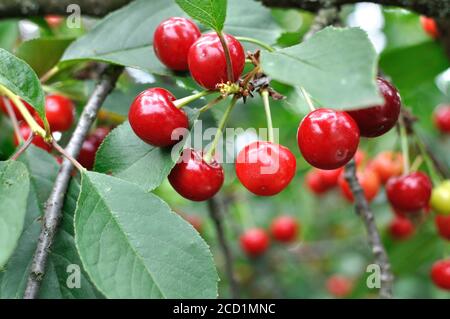 close-up of ripening  cherries on a tree in the garden Stock Photo