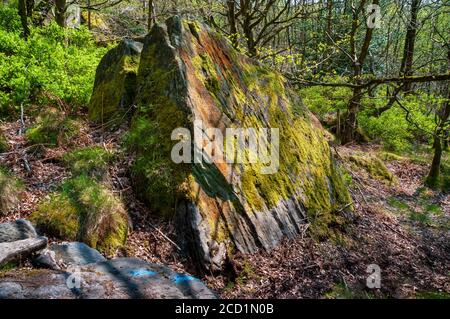 Large gritstone boulder in the woods on Wharncliffe Side near Deepcar, Sheffield Stock Photo