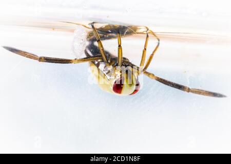 A common backswimmer (Notonecta glauca) sits on the surfacce of the water waiting for its prey insects to swim past Stock Photo