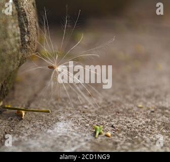 dandelion seeds on the wind Stock Photo