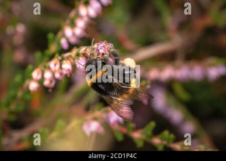 A bumblee pollinates the heather flowers of the Suffolk heathland whilst feeding on the fresh nectar Stock Photo