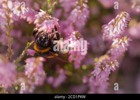 A bumblebee feeds on a heather (Calluna vulgaris) flower at Cavenham heath in Suffolk Stock Photo