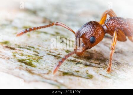 A red ant (Formica sp) collecting water on a fallen tree in a Suffolk wood Stock Photo