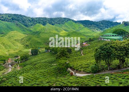 Tea plantations Cameron Valley. Green hills in the highlands of Malaysia. Tea production. Green bushes of young tea Stock Photo