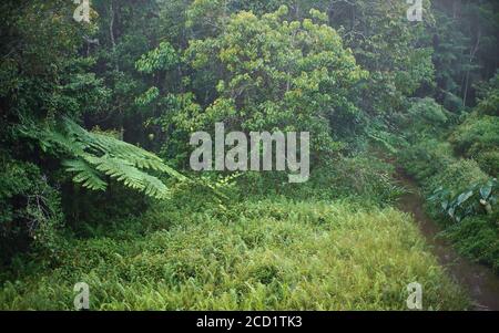 African rainforest jungle in the morning, leaves wet from dew, small river flow surrounded by grass, region near Andasibe, Madagascar Stock Photo